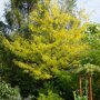 Valse christusdoorn (Gleditsia triacanthos ‘Skyline’) herfstkleur